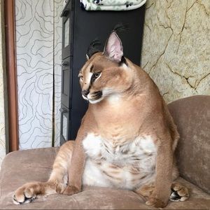 Meet your Posher, Oswaldo